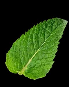 Garden Mint Leaf