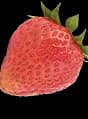 Fresh Fruit Slice