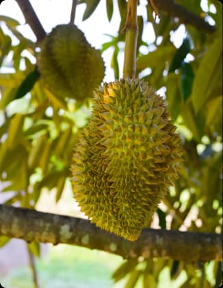 Durian growing on the branch