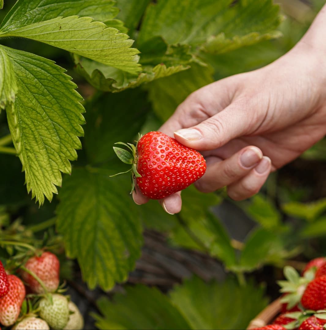 Hand picking a ripe strawberry
